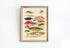 Rustic Wood Framed Great Barrier Reef Fishes Vintage Illustration Wall Art Print